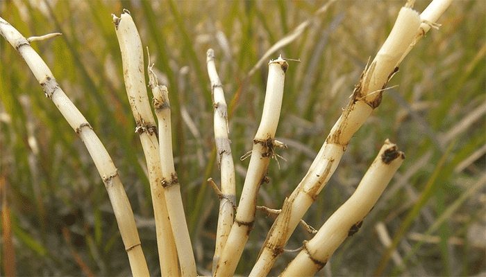 白茅根适合哪些人吃？白茅根有哪些吃法？