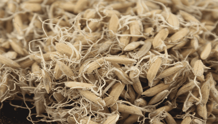 谷芽适合哪些人吃？谷芽有哪些做法？