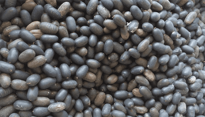 石莲子的功效与作用？有什么注意事项？