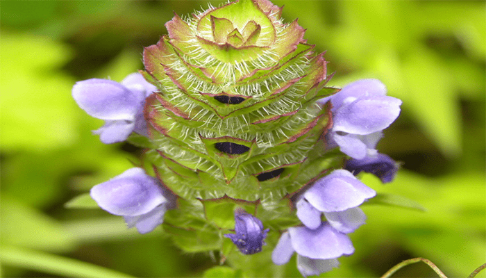 夏枯草能吃吗？夏枯草有哪些做法？
