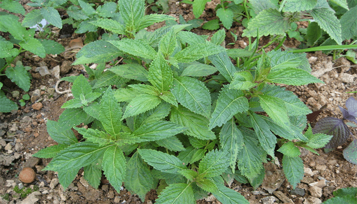 溪黄草怎么吃？溪黄草有哪些功效？