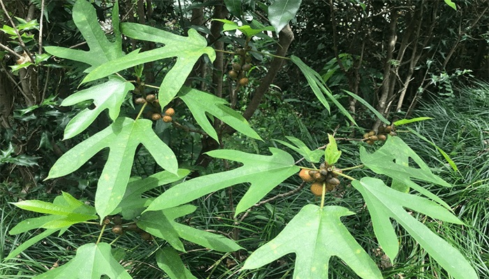 五指毛桃是桃子吗？有哪些做法？