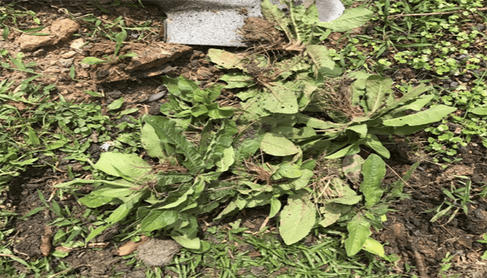 地胆草是杂草吗？地胆草有哪些作用和功效？