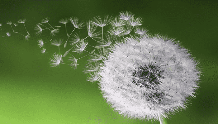 蒲公英可以泡茶喝吗？有哪些好处？