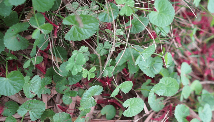 积雪草冬天才有吗？积雪草有哪些功效？