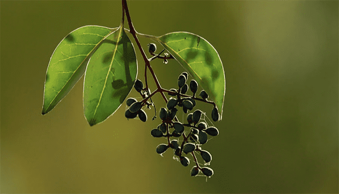 老年人适合吃女贞子吗？有哪些注意事项？