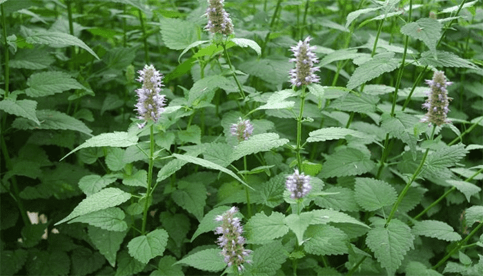 藿香的功效？藿香该怎么吃？