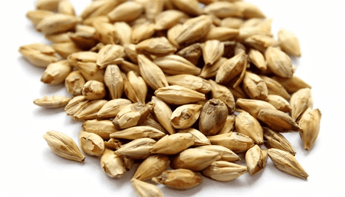 麦芽的营养成分高吗？麦芽的吃法有哪些？