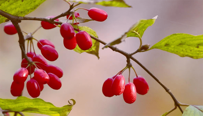 山茱萸适合哪些人吃？山茱萸有哪些吃法？