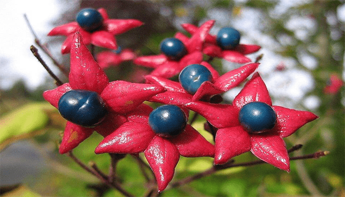 臭梧桐真的很臭吗？臭梧桐的功效作用？