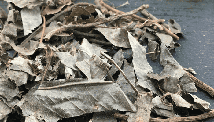 平地木适合哪些人吃？平地木有哪些做法？