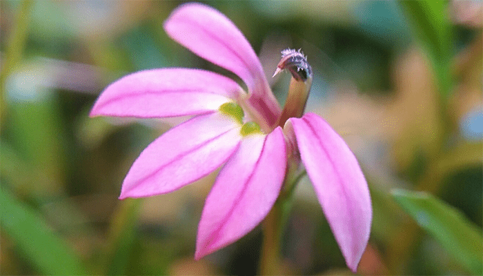 半边莲能吃吗？半边莲的功效与作用？