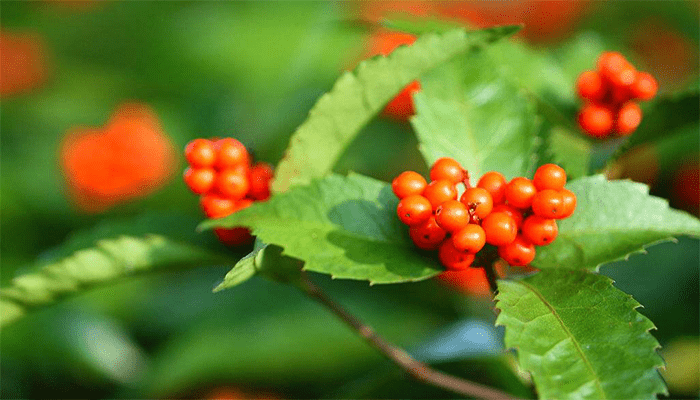 肿节风是什么？有哪些吃法？