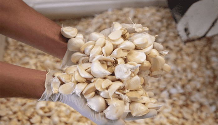 大蒜的功效与作用？吃大蒜放屁多是怎么回事？