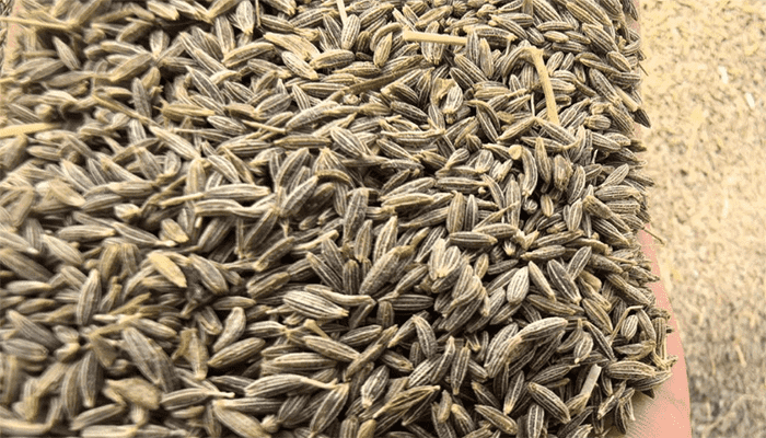 孜然是什么植物做的？孜然的营养价值？