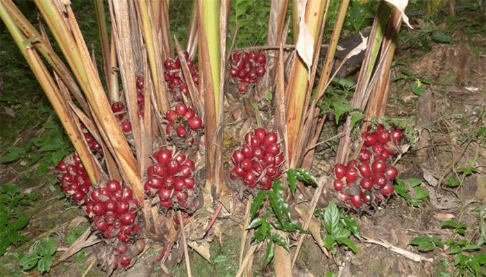 草果可以煲汤吗？草果能泡水喝吗？