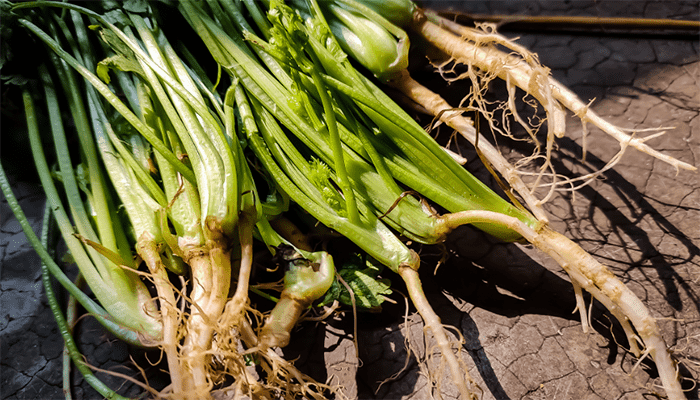 香菜根煮水喝有什么功效？香菜根的吃法？