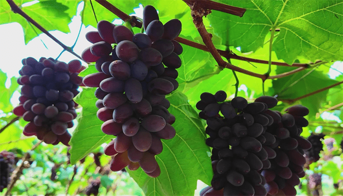 孕妇吃葡萄好吗？孕妇适合吃什么水果？