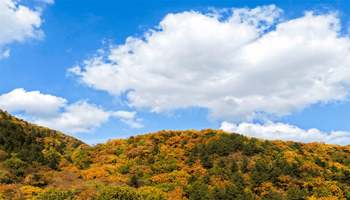 秋季为什么容易失眠？秋季失眠可以吃什么？