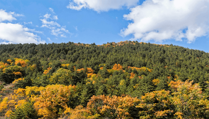 秋季为什么容易皮肤干？秋季皮肤干可以吃什么？