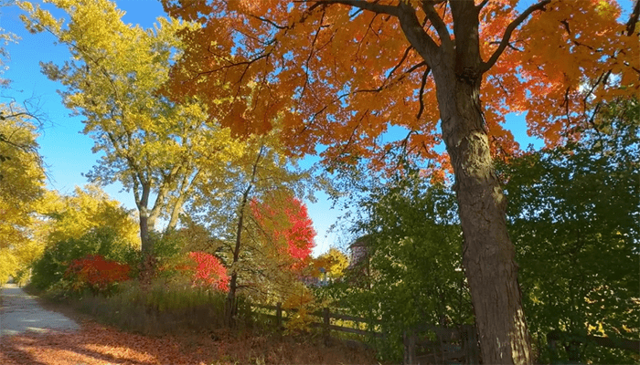 秋季为什么容易便秘？秋季便秘可以吃什么？